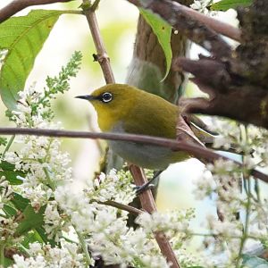Swinhoe's White-eye