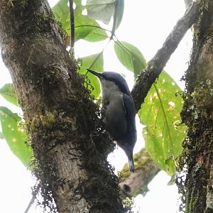 Chestnut-vented Nuthatch