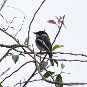 Bar-winged Flycatcher-shrike