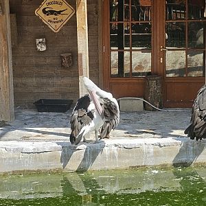 Australian pelicans