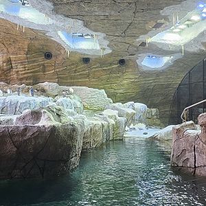 Penguin cave, gentoo, rock hopper, king species in exhibit