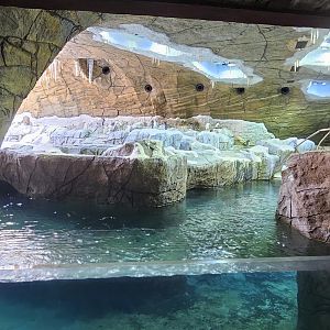 Penguin cave, gentoo, rock hopper, king species in exhibit