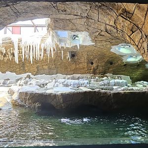Penguin cave, gentoo, rock hopper, king species in exhibit