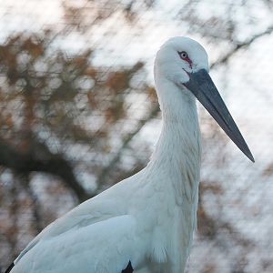 Oriental white stork (Ciconia boyciana), 2022-12-27