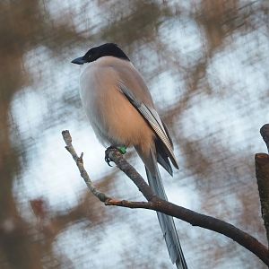 Asian azure-winged magpie (Cyanopica cyanus), 2022-12-27