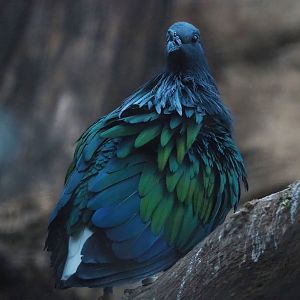 Nicobar pigeon (Caloenas nicobarica), 2022-12-27