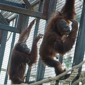 Sumatran orangutans (Pongo abelii), 2022-12-27