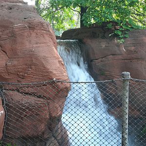 Yagga Tree- Waterfall