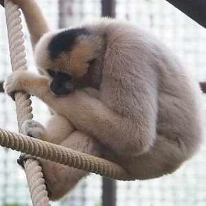 Northern white-cheeked gibbon (Nomascus leucogenys), 2022-12-27