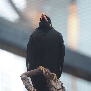 Greater hill myna (Gracula religiosa intermedia), 2022-12-27
