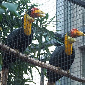 Wrinkled hornbills (Rhabdotorrhinus corrugatus), 2022-12-27