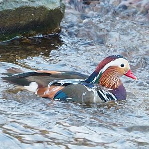 Feral Mandarin duck (Aix galericulata) drake, 2022-12-27