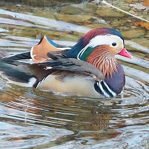 Feral Mandarin duck (Aix galericulata) drake, 2022-12-27