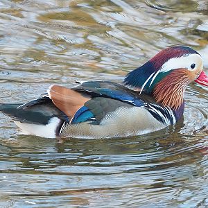Feral Mandarin duck (Aix galericulata) drake, 2022-12-27