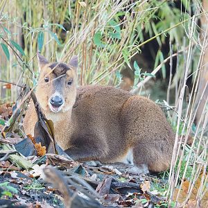 Reeves's muntjac (Muntiacus reevesi), 2022-12-27