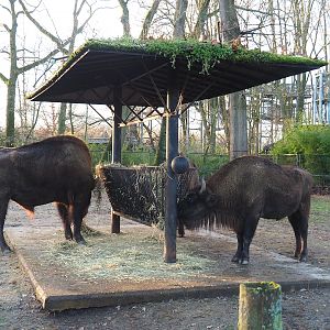Wisent feeding stand, 2022-12-27