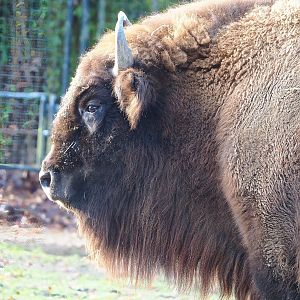 Wisent (Bison bonasus), 2022-12-27