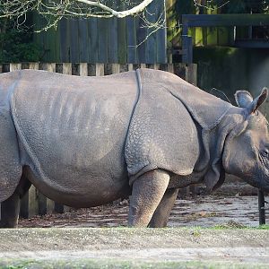 Indian rhinoceros (Rhinoceros unicornis), 2022-12-27