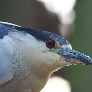 Black-crowned night heron (Nycticorax nycticorax nycticorax), 2022-12-27