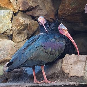 Waldrapp (Geronticus eremita), 2022-12-27