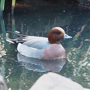 Eurasian wigeon (Mareca penelope), 2022-12-27