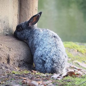Domestic rabbit (Oryctolagus cuniculus), 2022-12-27