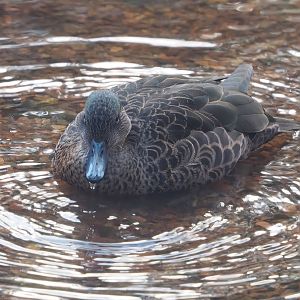Female Chestnut teal (Anas castanea), 2022-12-27