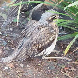 Bush stone-curlew (Burhinus grallarius), 2022-12-27