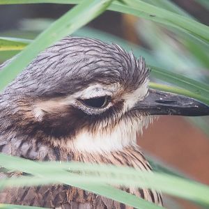 Bush stone-curlew (Burhinus grallarius), 2022-12-27