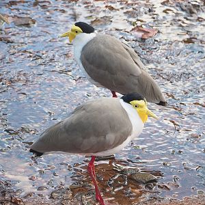 Masked lapwing (Vanellus miles), 2022-12-27