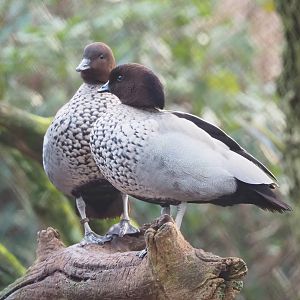 Australian maned wood duck (Chenonetta jubata), 2022-12-27