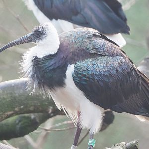Straw-necked ibis (Threskiornis spinicollis), 2022-12-27