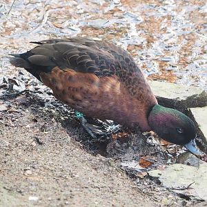 Chestnut teal drake (Anas castanea), 2022-12-27