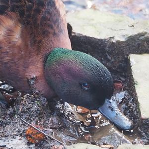 Chestnut teal drake (Anas castanea), 2022-12-27