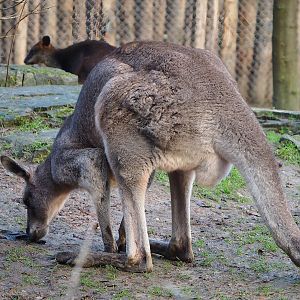 Eastern grey kangaroo (Macropus giganteus), 2022-12-27