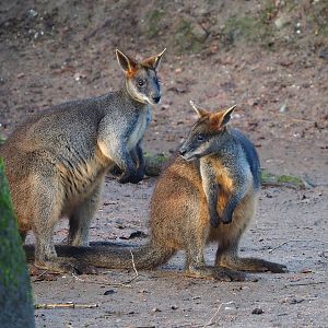 Swamp wallabies (Wallabia bicolor), 2022-12-27