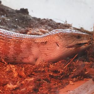 Eastern blue-tongued skink (Tiliqua scincoides scincoides), 2022-12-27