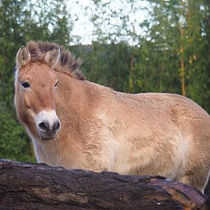 Przewalski's horse (Equus ferus przewalskii), 2022-12-27
