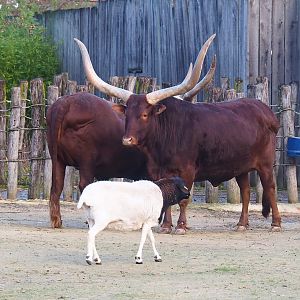 Ankole-Watusi cattle (Bos taurus indicus) and Somali sheep (Ovis aries), 2022-12-27