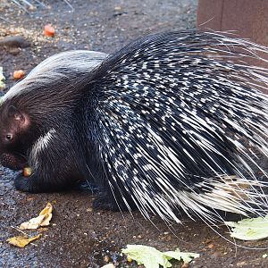 Cape porcupine (Hystrix africaeaustralis), 2022-12-27
