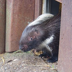 Cape porcupine (Hystrix africaeaustralis), 2022-12-27