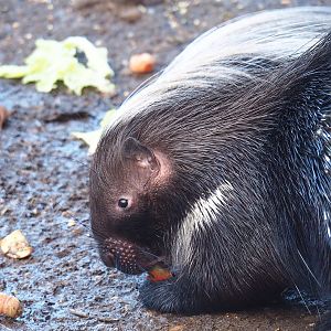 Cape porcupine (Hystrix africaeaustralis), 2022-12-27