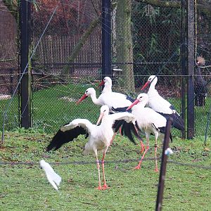 Feeding time for European white storks (Ciconia ciconia), 2022-12-27