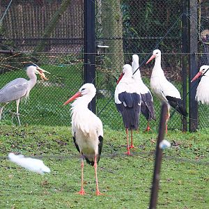 Feeding time for European white storks (Ciconia ciconia), With wild Grey heron (Ardea cinerea) stealing food, 2022-12-27