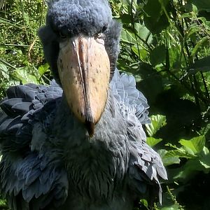Shoebill
