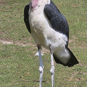 Marabou stork