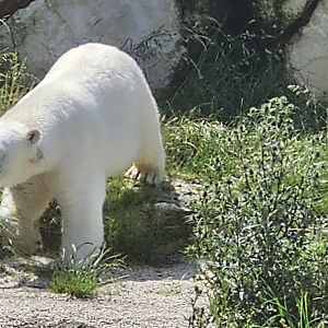 Polar bear