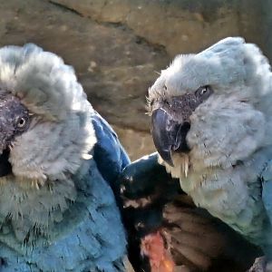 Spix macaw, cropped photo