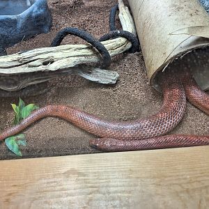 Snake ID