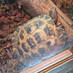 Testudo tortoise ID